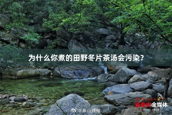 为什么你煮的田野冬片茶汤会污染？
