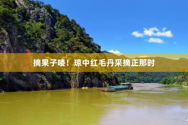 摘果子喽！琼中红毛丹采摘正那时